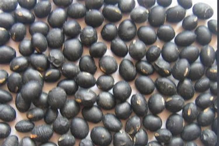 炒熟的黄豆可以做肥料吗