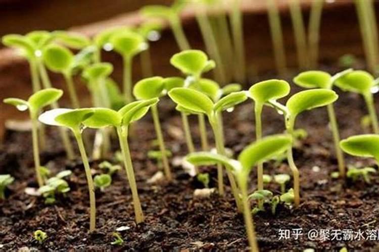 硕丰481芸苔素使用方法 硕丰481芸苔素如何使用