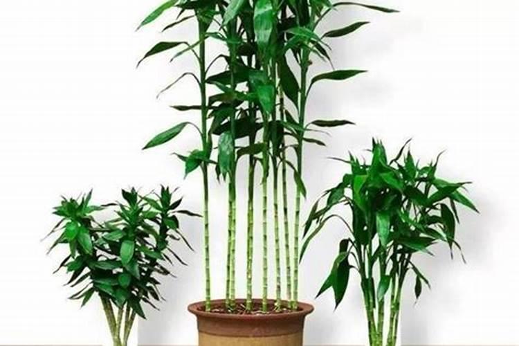 富贵竹施肥用什么肥料 富贵竹施肥用氮肥对吗