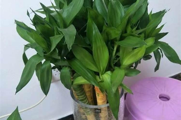 土培富贵竹用小便作化肥可以吗