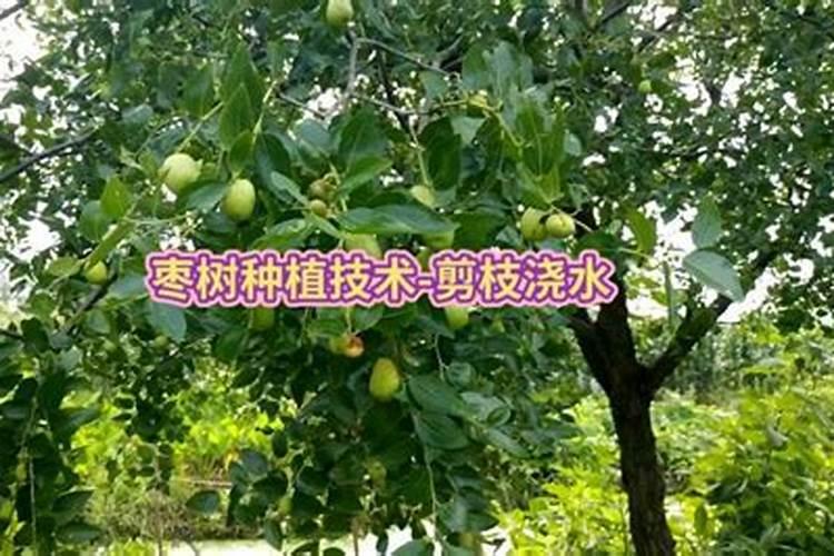 枣树开花坐果期喷啥水溶肥好？