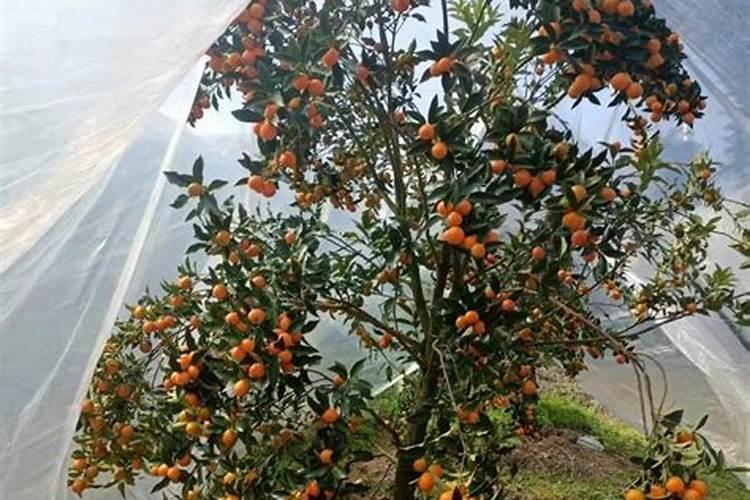 金桔开花后怎么防止落果