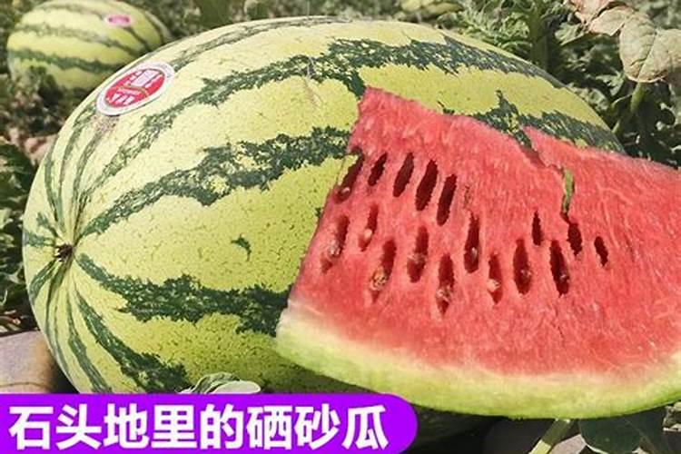 一亩硒砂瓜产量及利润