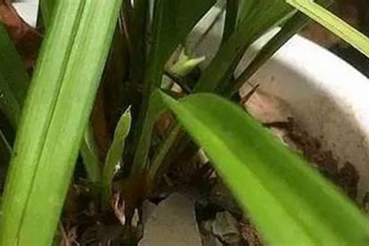 海魔王鱼竿好不好