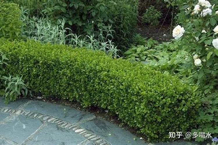 海桐如何施肥,海桐的施肥方法？