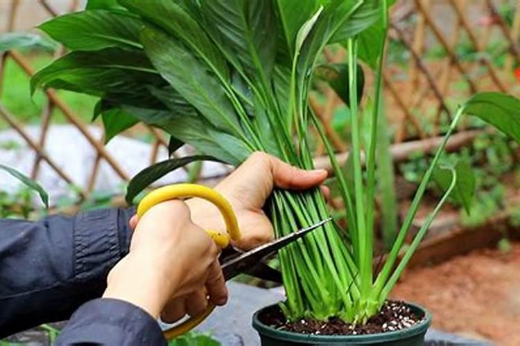 水培白掌的养殖方法