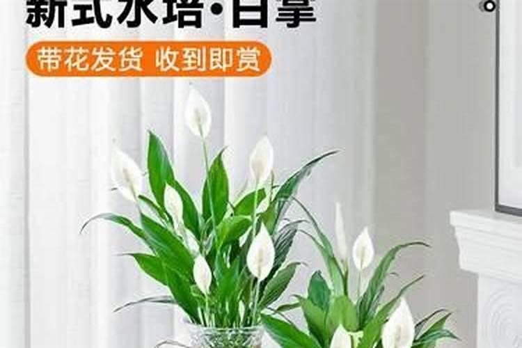 水培白掌怎么养