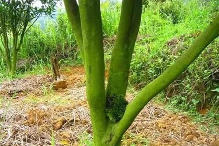 青苔最怕什么肥料？