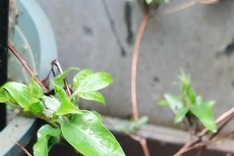 君子兰、绿萝怎么养护旺盛