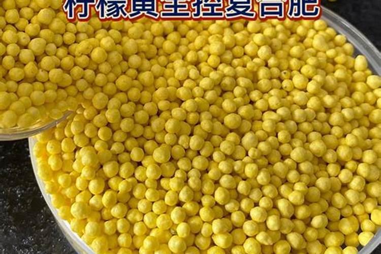 大姜科学用肥量