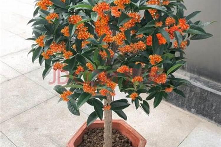 桂花叶子稀少还有黄叶怎么办