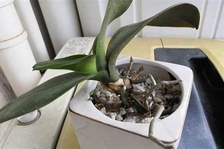 蝴蝶兰长花剑怎么施肥