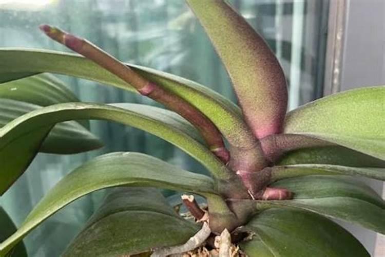 蝴蝶兰长花剑怎么施肥