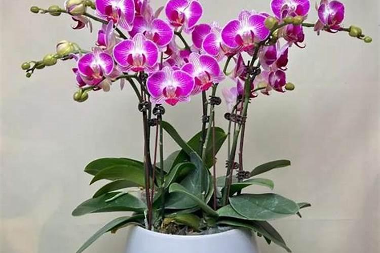 蝴蝶兰出花剑后怎样施肥 方法有哪些