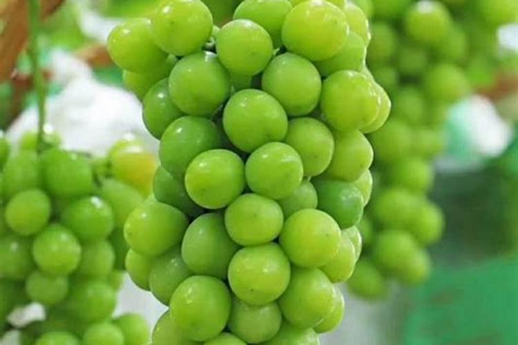 种植阳光玫瑰葡萄时,需要施什么肥呢？