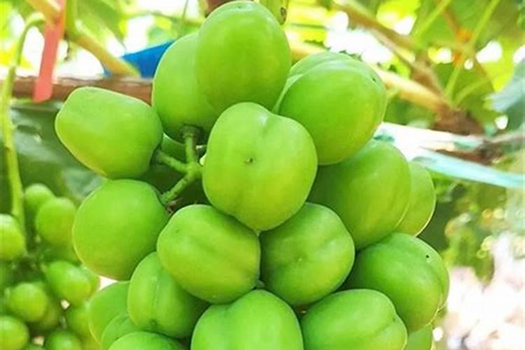 阳光玫瑰葡萄见信使花还能浇地施肥吗？