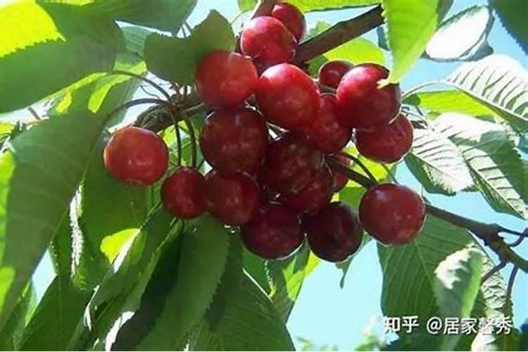 盆栽车厘子施什么肥最好