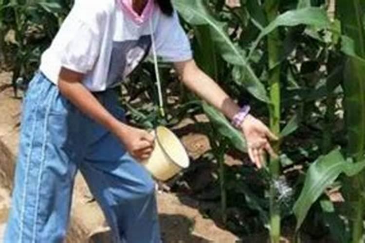 夏玉米追肥最佳配方