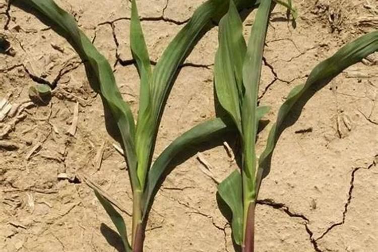 磷肥对植物的作用与功效