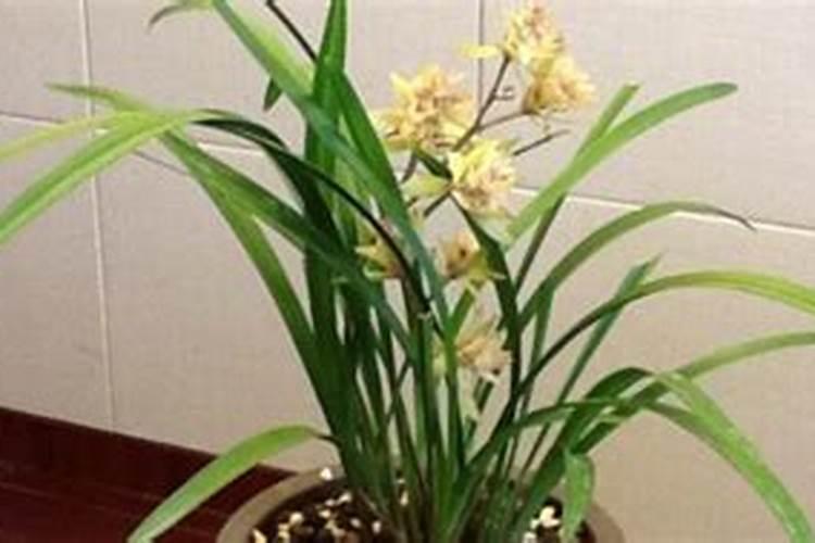 怎么施肥 10月份兰花怎么浇水