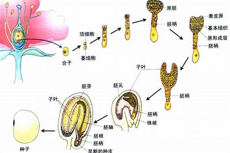 钾肥可以给绣球花用吗
