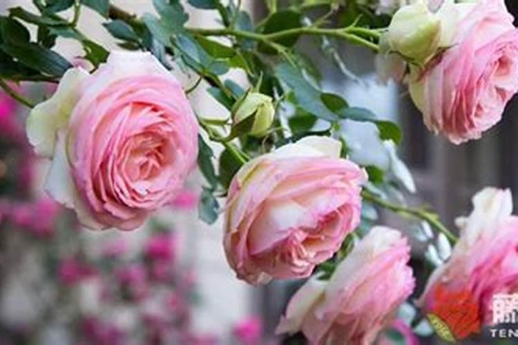 龙沙宝石怎么养