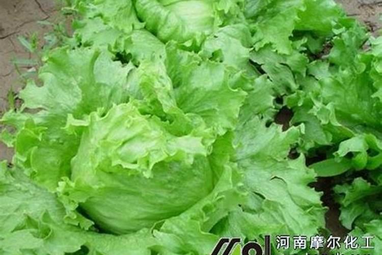 生菜施什么肥长得又大又肥