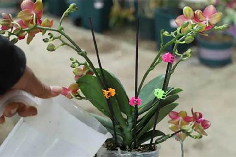 蝴蝶兰浇什么肥最好