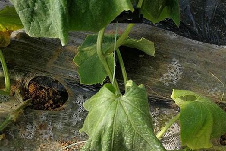 黄瓜追肥用什么肥料好？打什么叶面肥长的快？生根好的肥料？