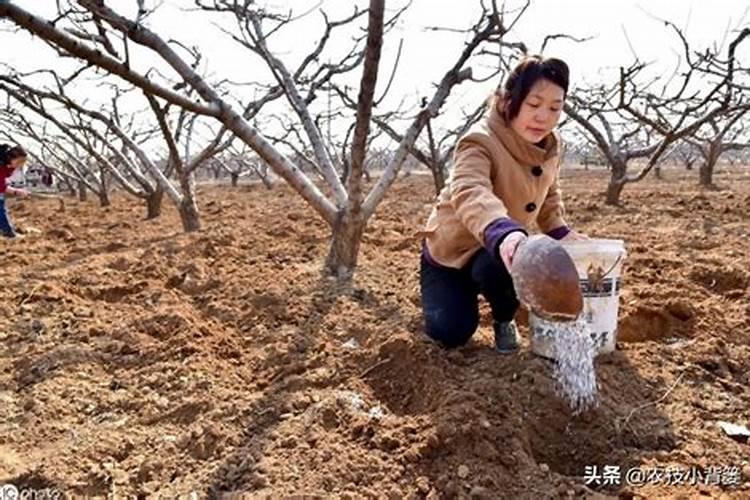 桃子想要优质丰产？水肥土三大管理不能少!