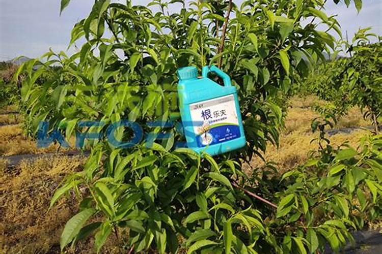 桃树根腐病如何防治？