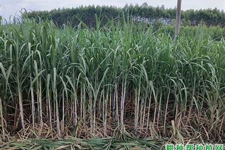种植甘蔗用什么肥料最好