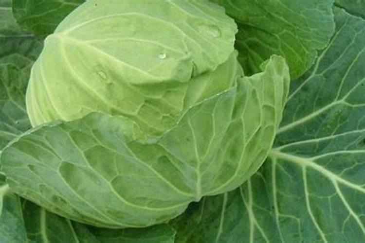 甘蓝发生冻害怎么办