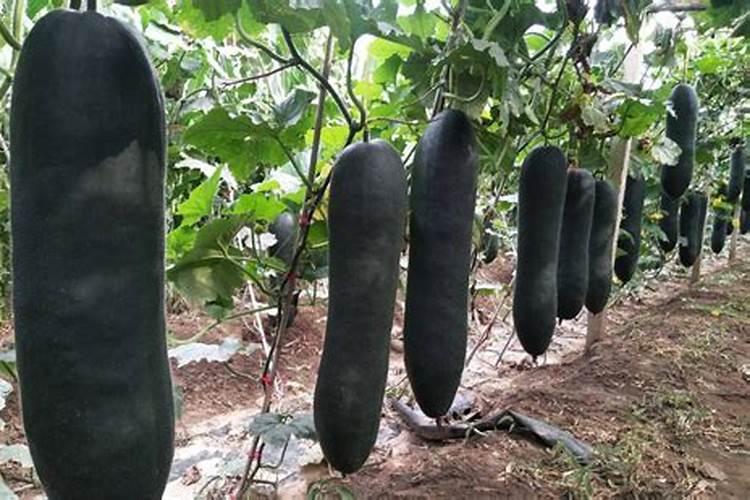 黑皮冬瓜出现发芽率低,出芽不整齐等现象是怎么回事呢？
