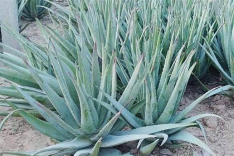 库拉索芦荟如何养