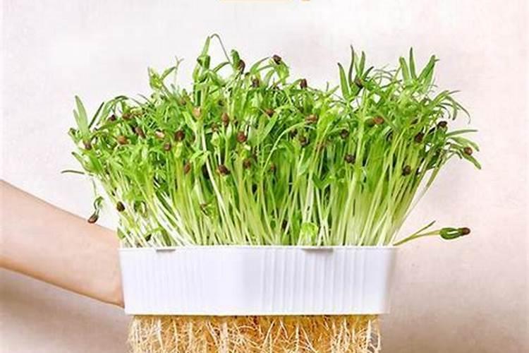 豆角什么时候施肥？如何施肥