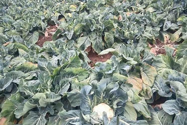 大豆田里的绞股蓝用什么除草剂？