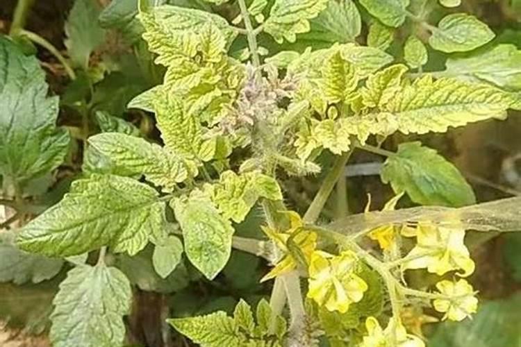 番茄叶片先紫后红是什么原因？如何让番茄叶子变成绿色？