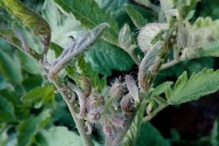 番茄施用叶面肥的注意事项和叶面肥的选择