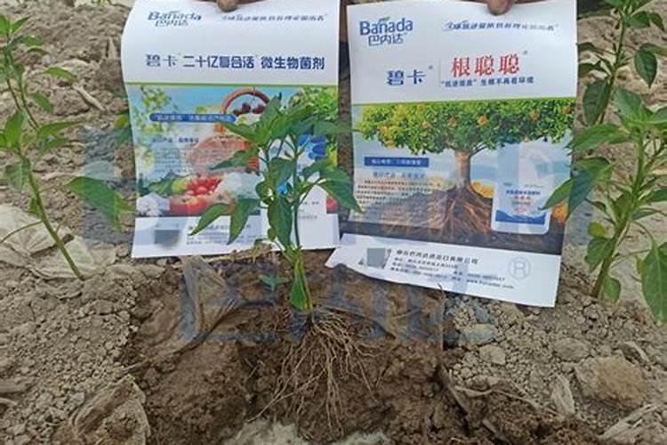 豆角晚疫病用什么药