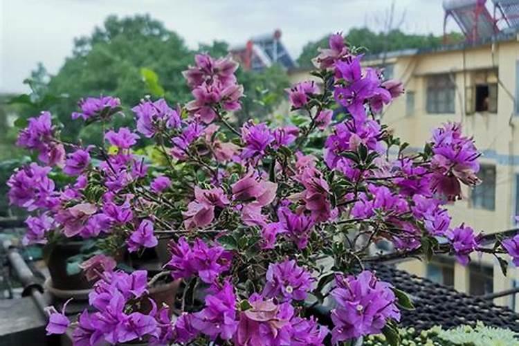 三角梅可以施复合肥吗 使用注意事项