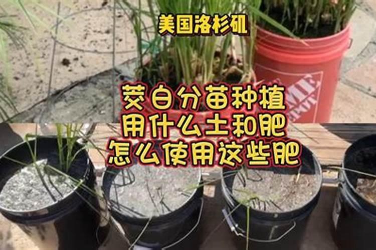 小葱用什么肥料长得快