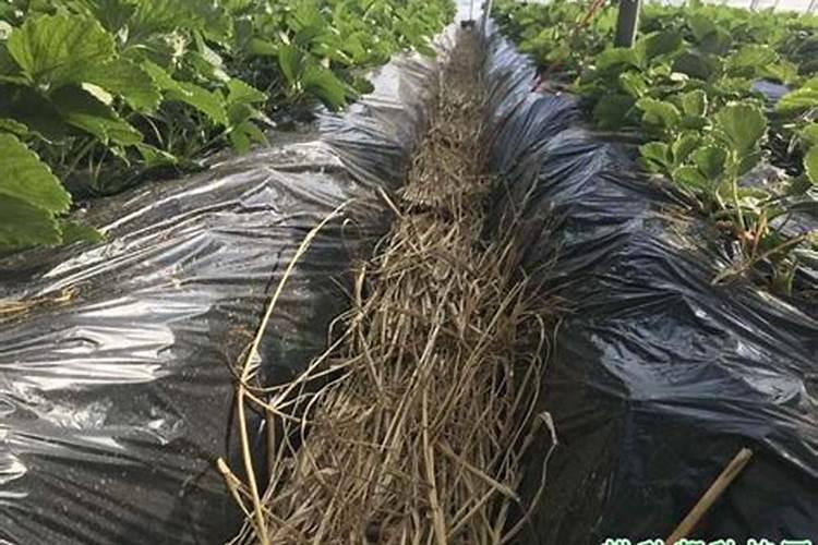 草莓各个时期的施肥方案 草莓施肥时间和方法