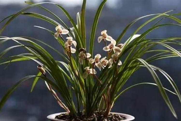 关于兰花的问题