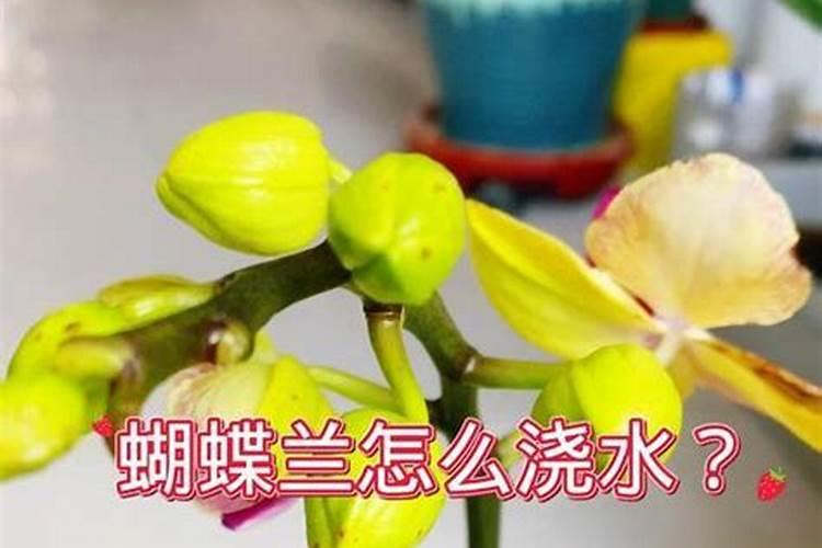 蝴蝶兰有花骨朵用施肥吗