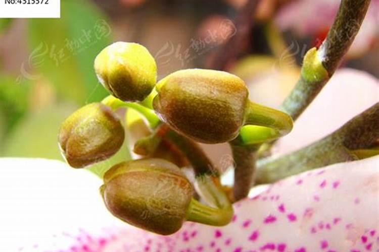 蝴蝶兰的花骨朵为什么会枯萎掉落