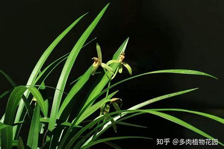 兰花开花时能施肥吗 开花的兰花能不能施肥