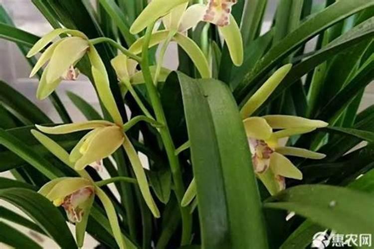 兰花开花时能施肥吗 开花的兰花能不能施肥