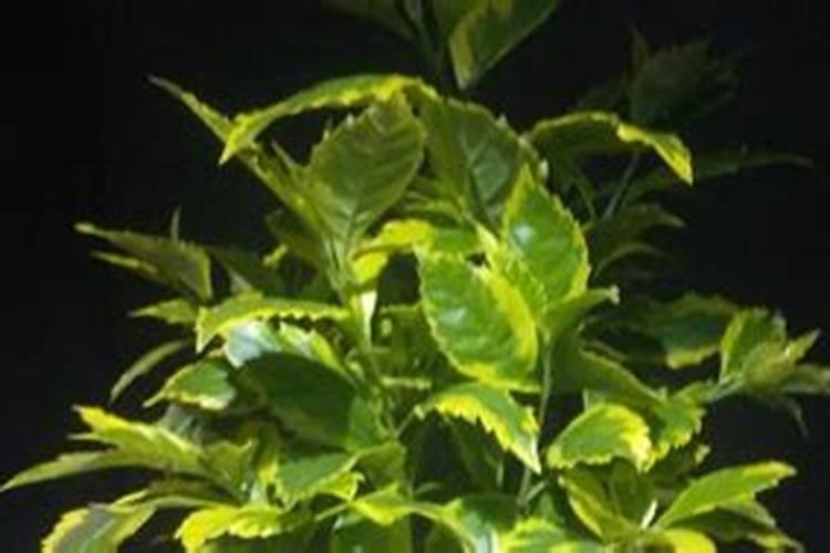 植物叶子油亮用什么肥(叶子油光发亮)