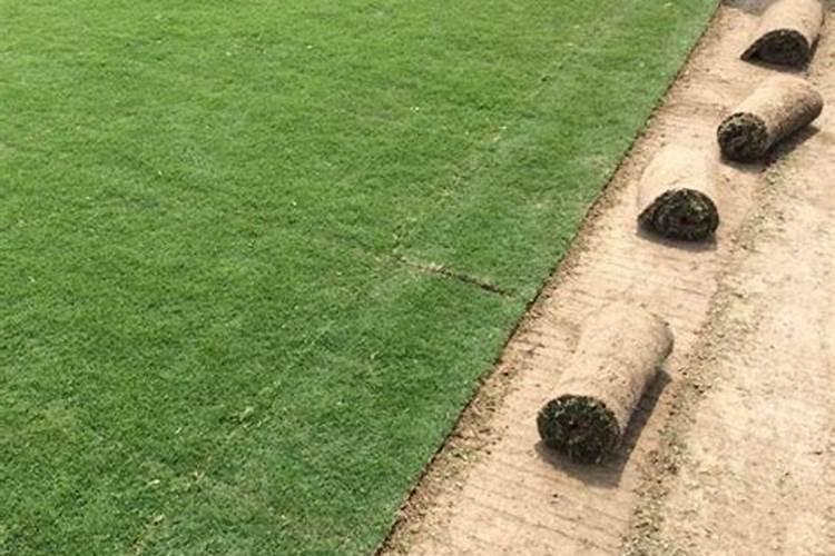 草皮铺了多久才可以施肥